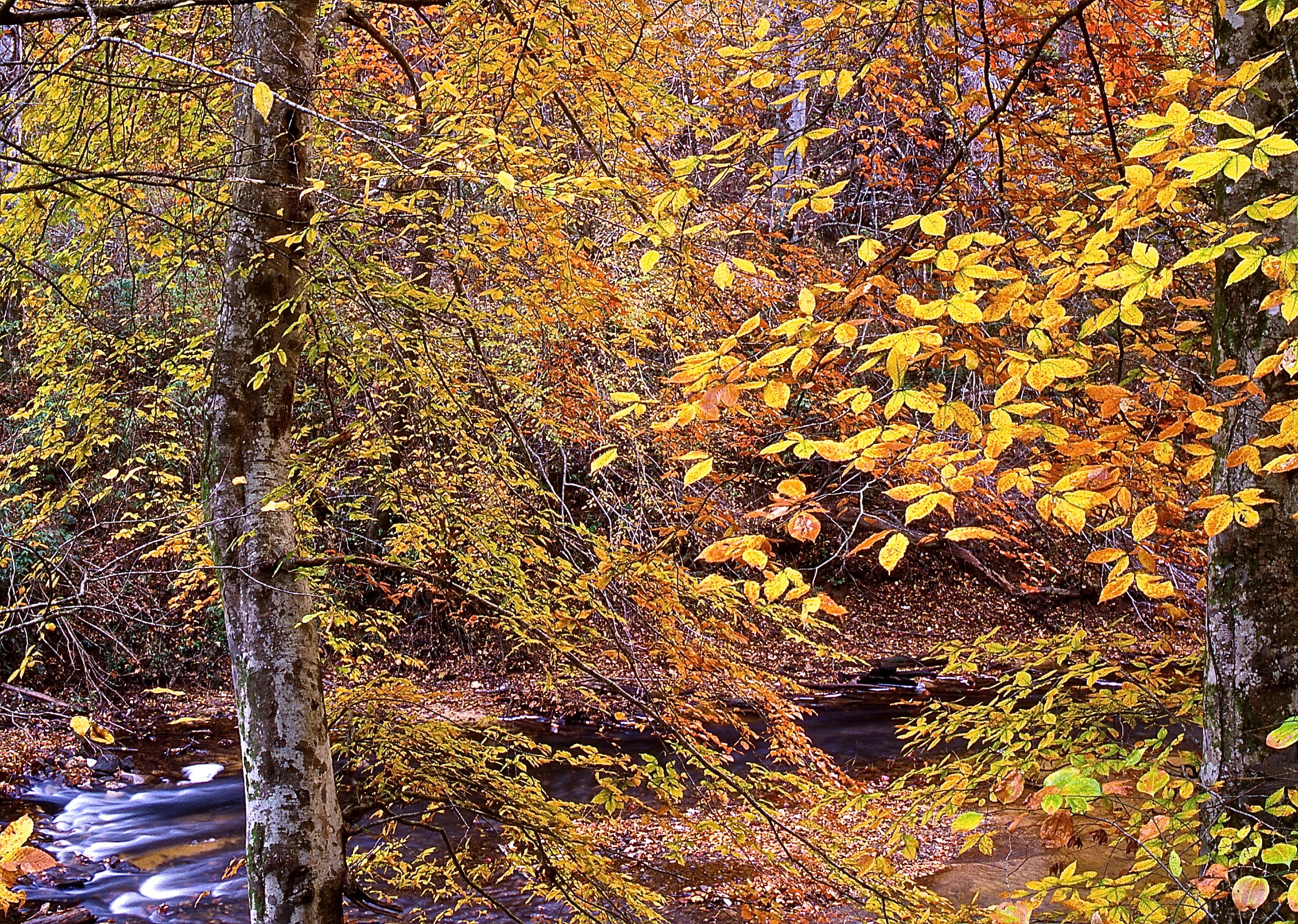 Sipsey Fork river in the William B. Bankhead National Forest, Alabama — cold tailwater trout stream flowing through hardwood forest below Smith Dam
